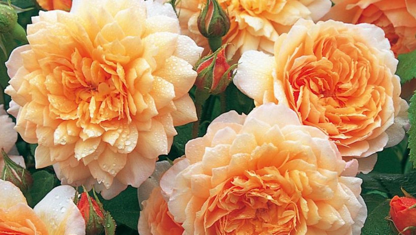 DAVID AUSTIN ® GARDEN ROSES - Jet Fresh Flower Distributors