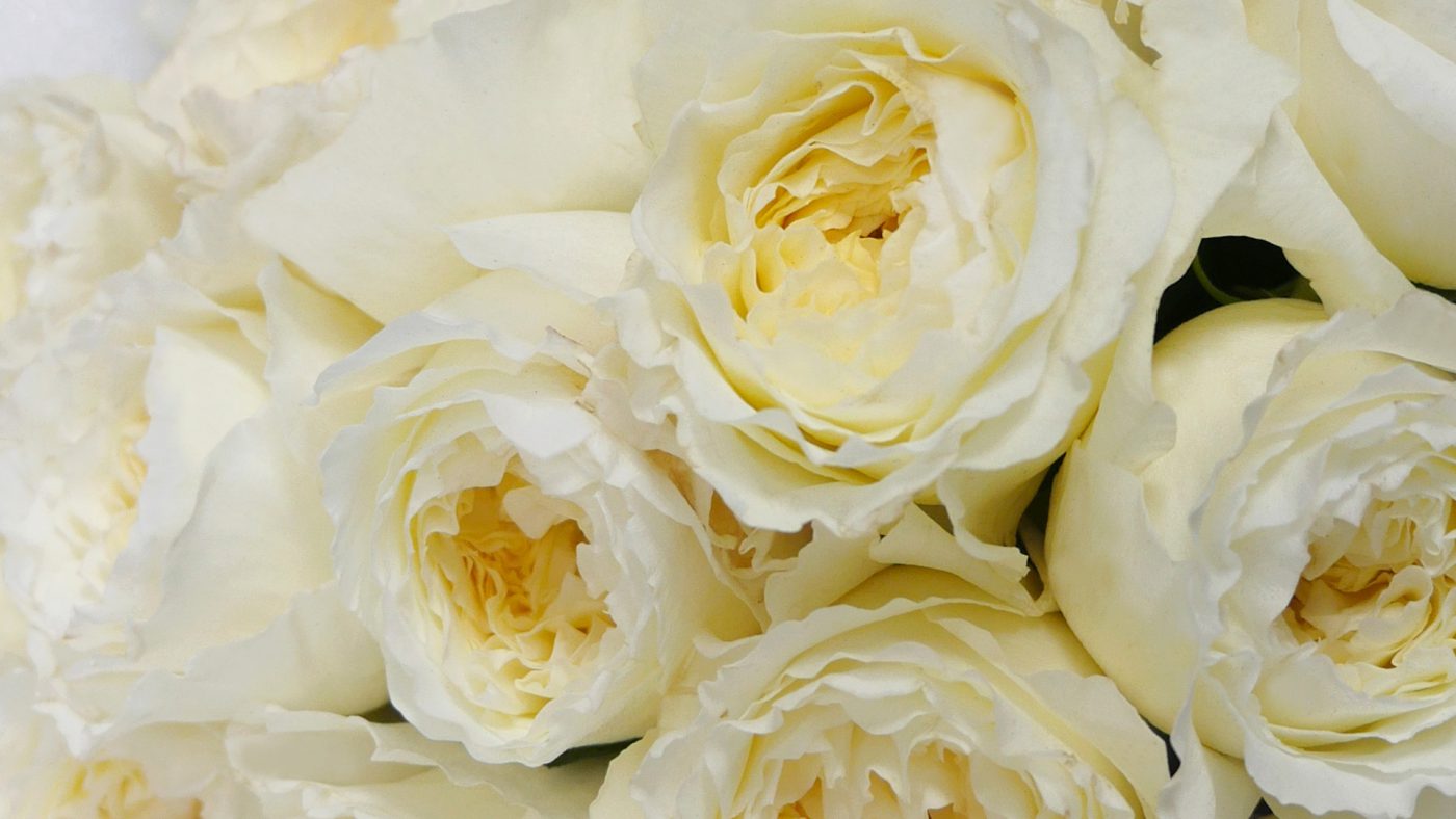 Jet Fresh Flower Distributors