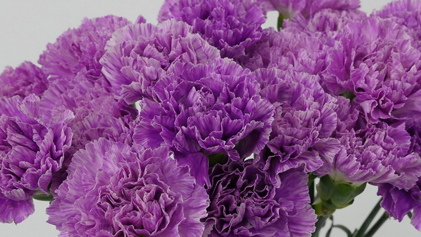 Jet Fresh Flower Distributors