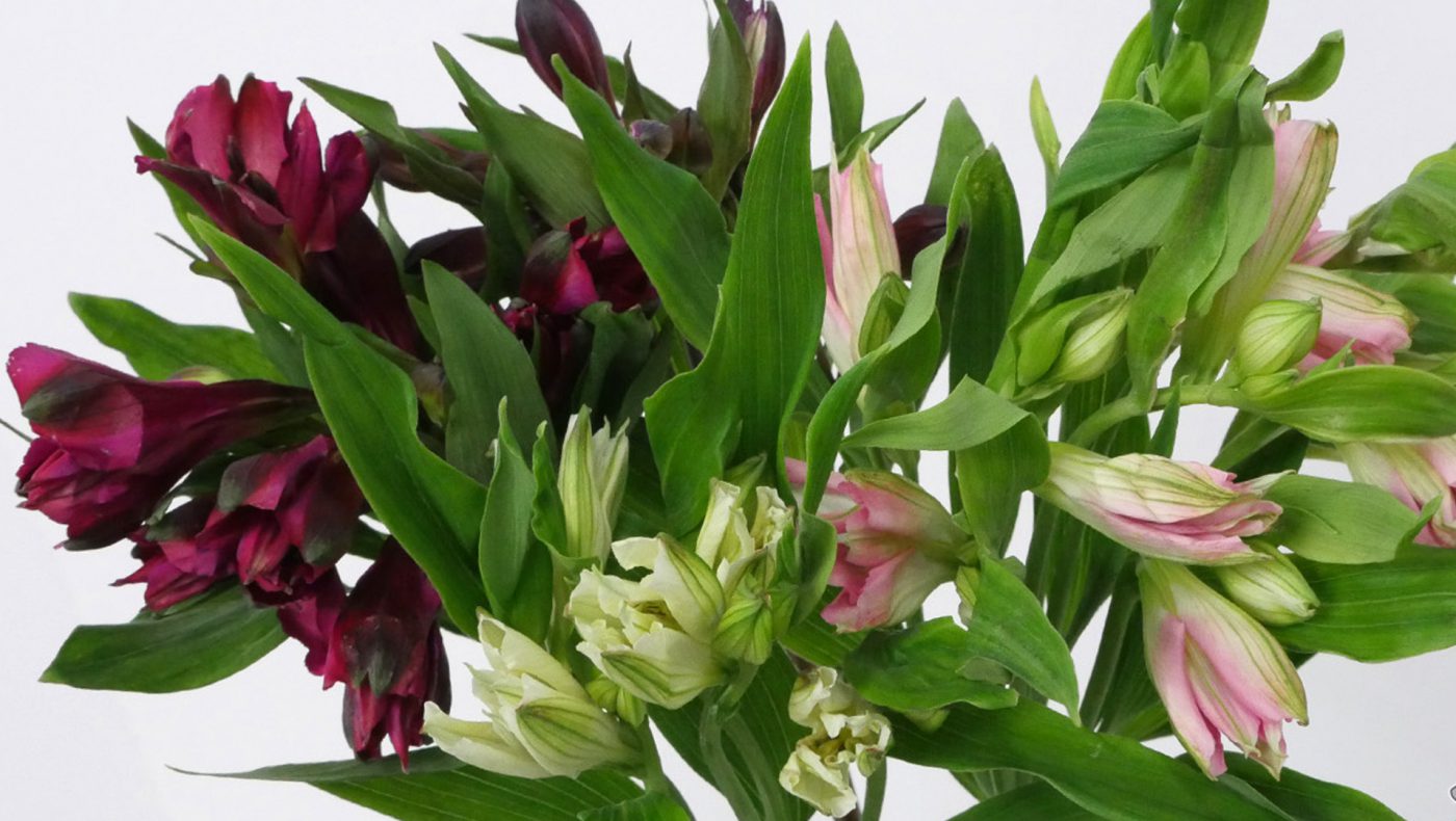 Jet Fresh Flower Distributors