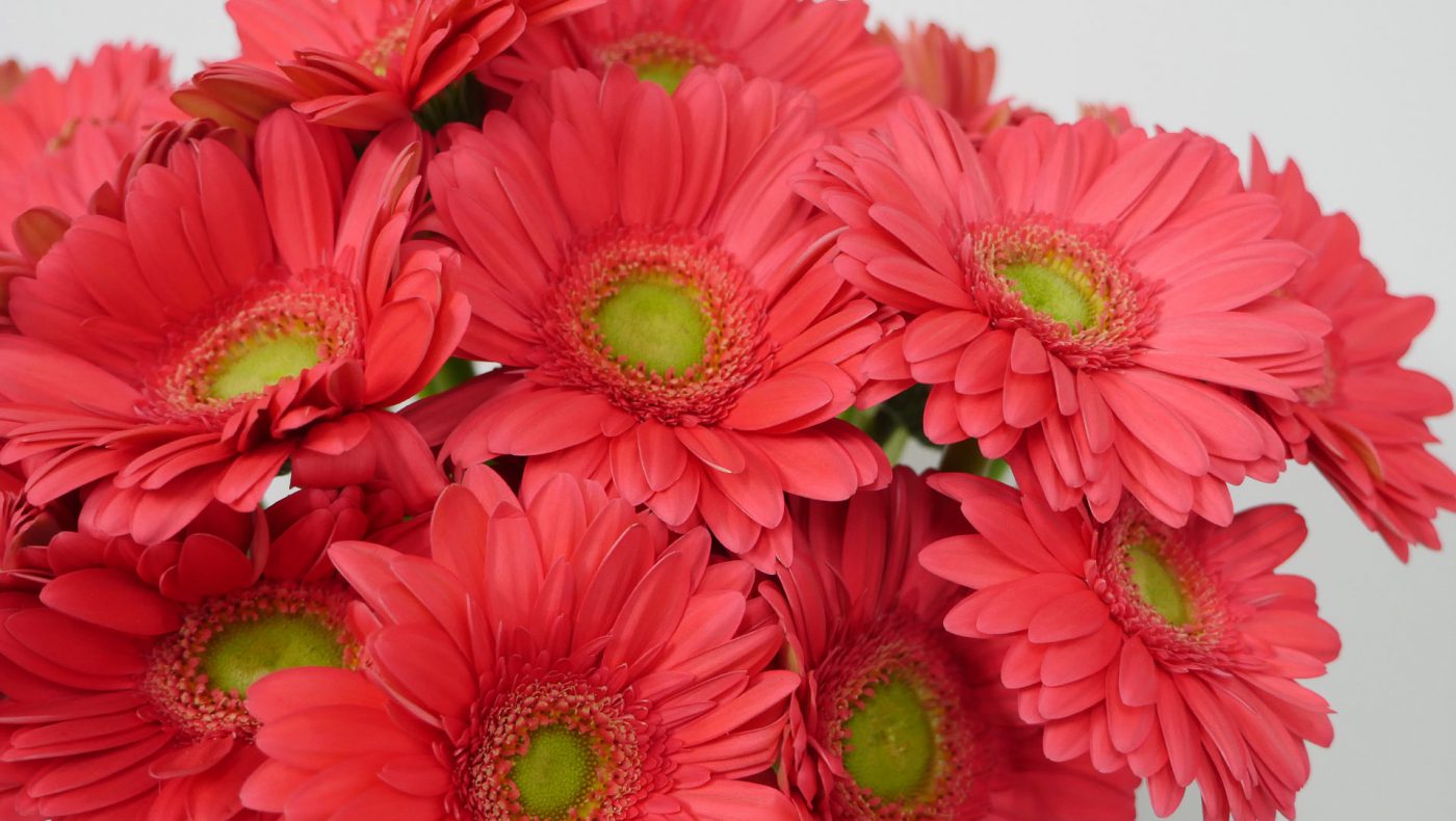 Jet Fresh Flower Distributors