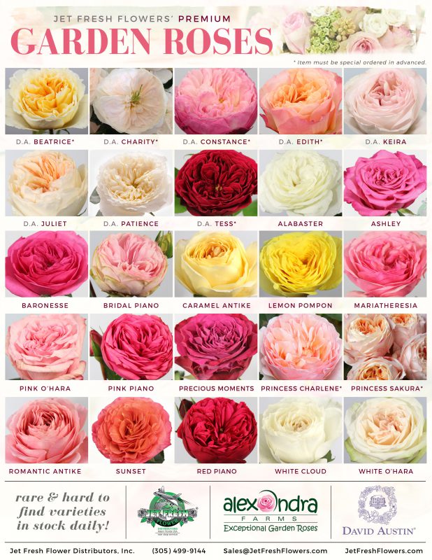 Garden Roses - Jet Fresh Flower Distributors