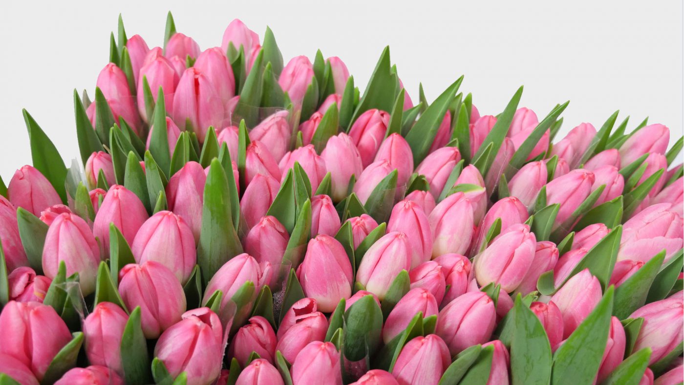 Jet Fresh Flower Distributors