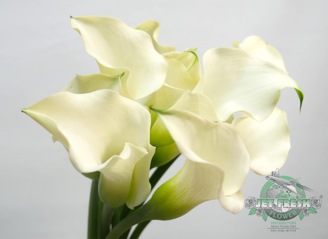 Jet Fresh Flower Distributors