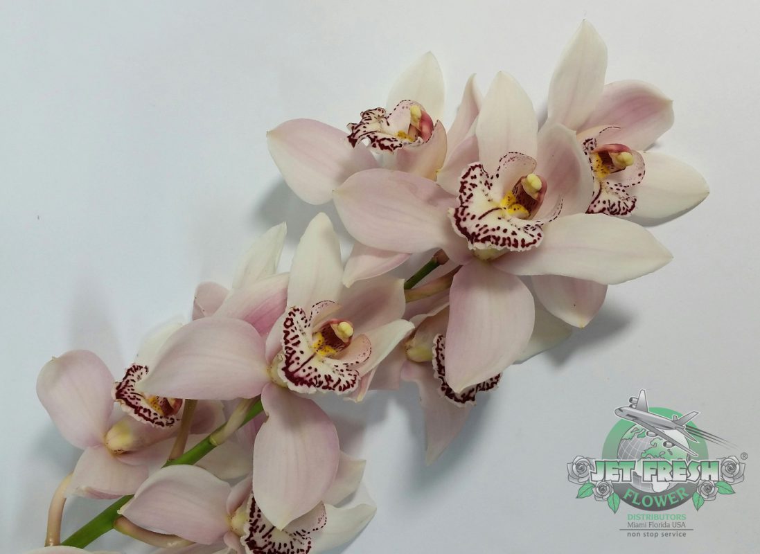 Jet Fresh Flower Distributors