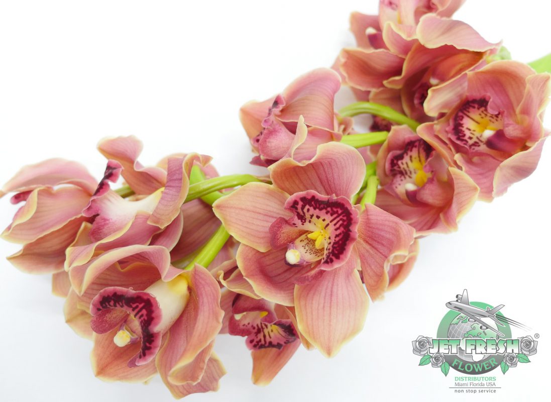 Jet Fresh Flower Distributors