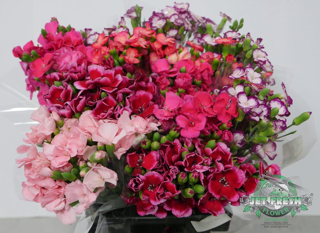 Jet Fresh Flower Distributors