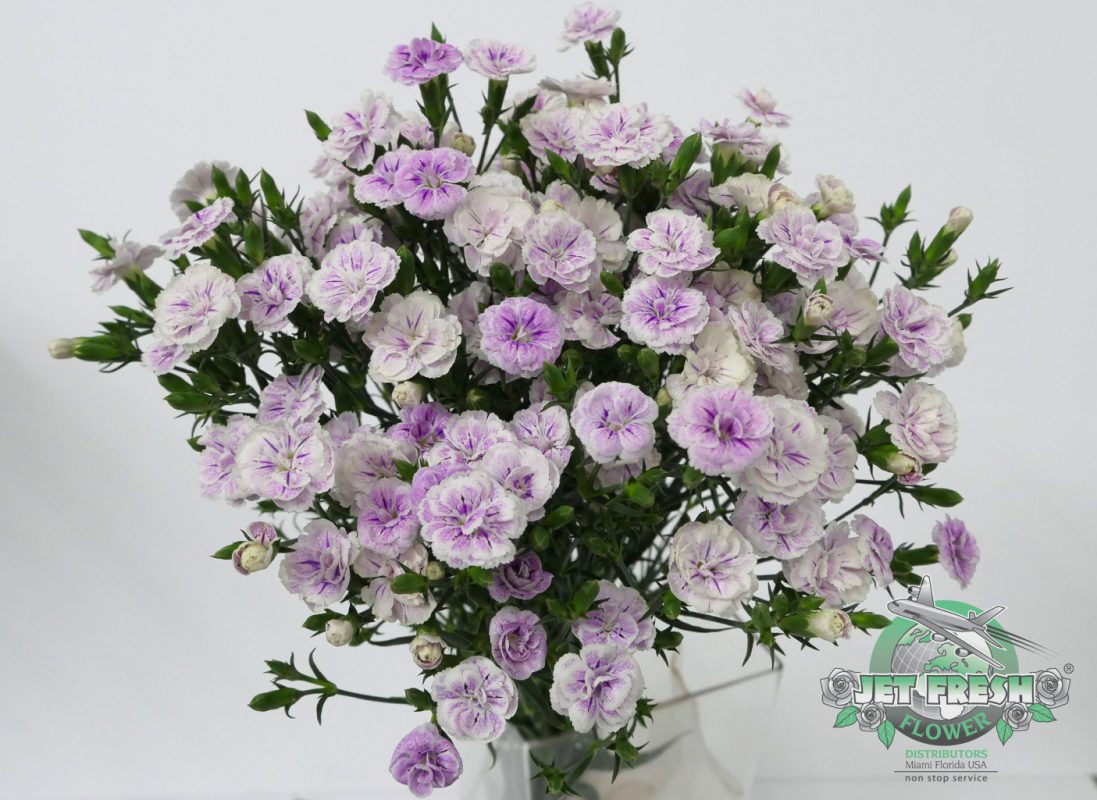 Jet Fresh Flower Distributors