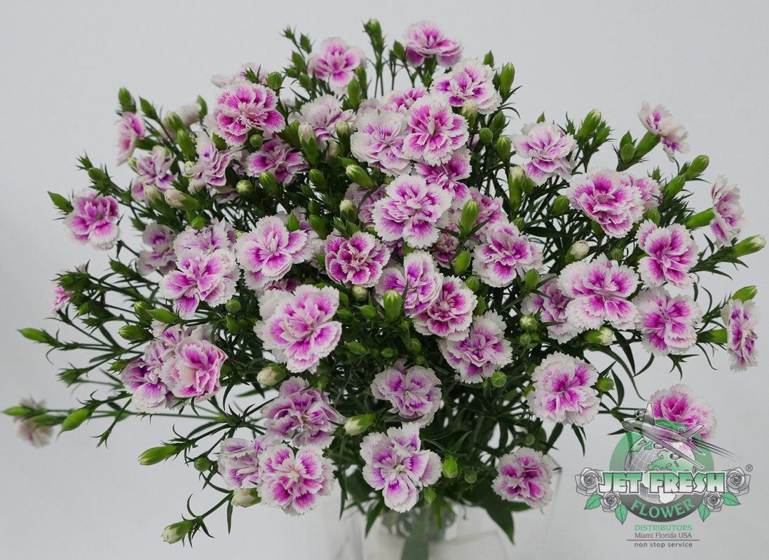 Jet Fresh Flower Distributors
