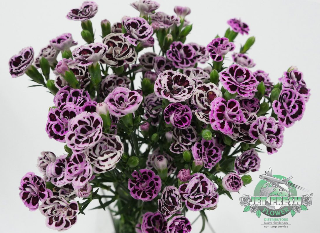 Jet Fresh Flower Distributors