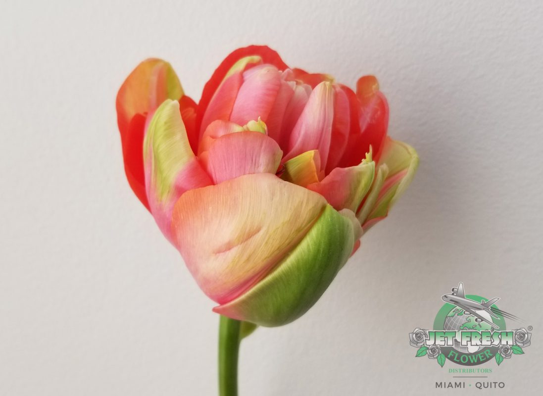 Jet Fresh Flower Distributors