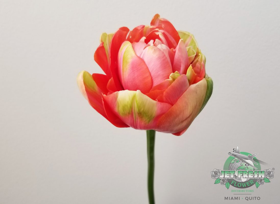 Jet Fresh Flower Distributors