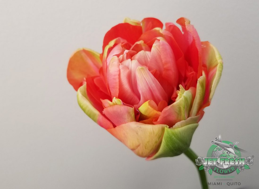 Jet Fresh Flower Distributors