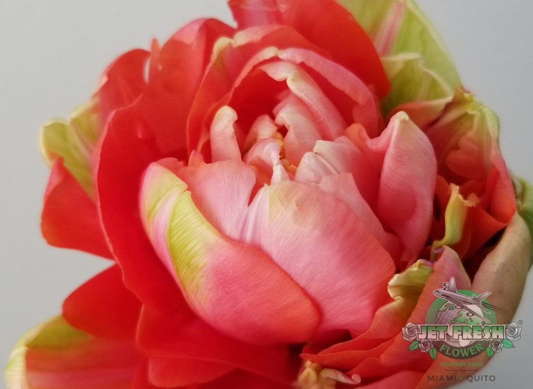 Jet Fresh Flower Distributors