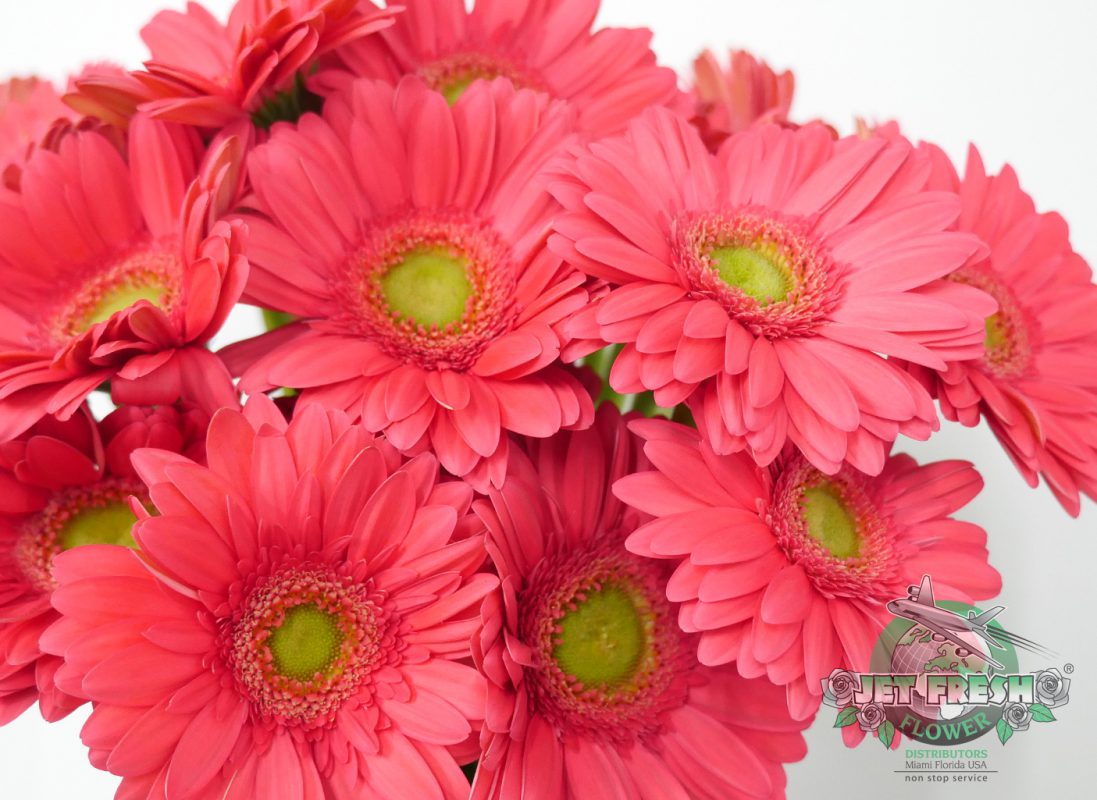 Jet Fresh Flower Distributors