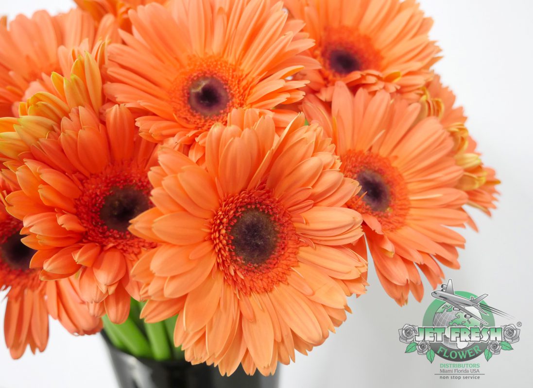 Jet Fresh Flower Distributors