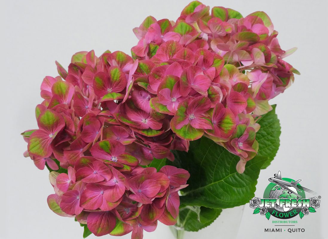 Jet Fresh Flower Distributors