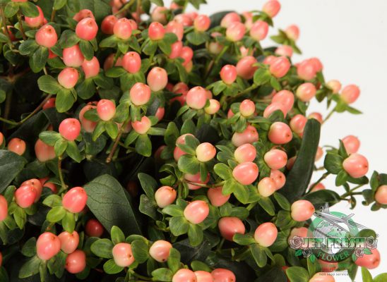 Peach Hypericum Berries