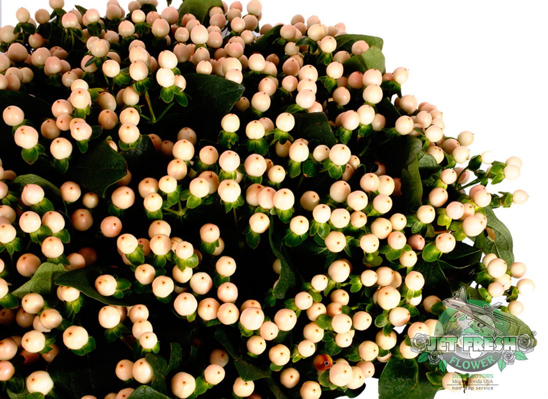Jet Fresh Flower Distributors