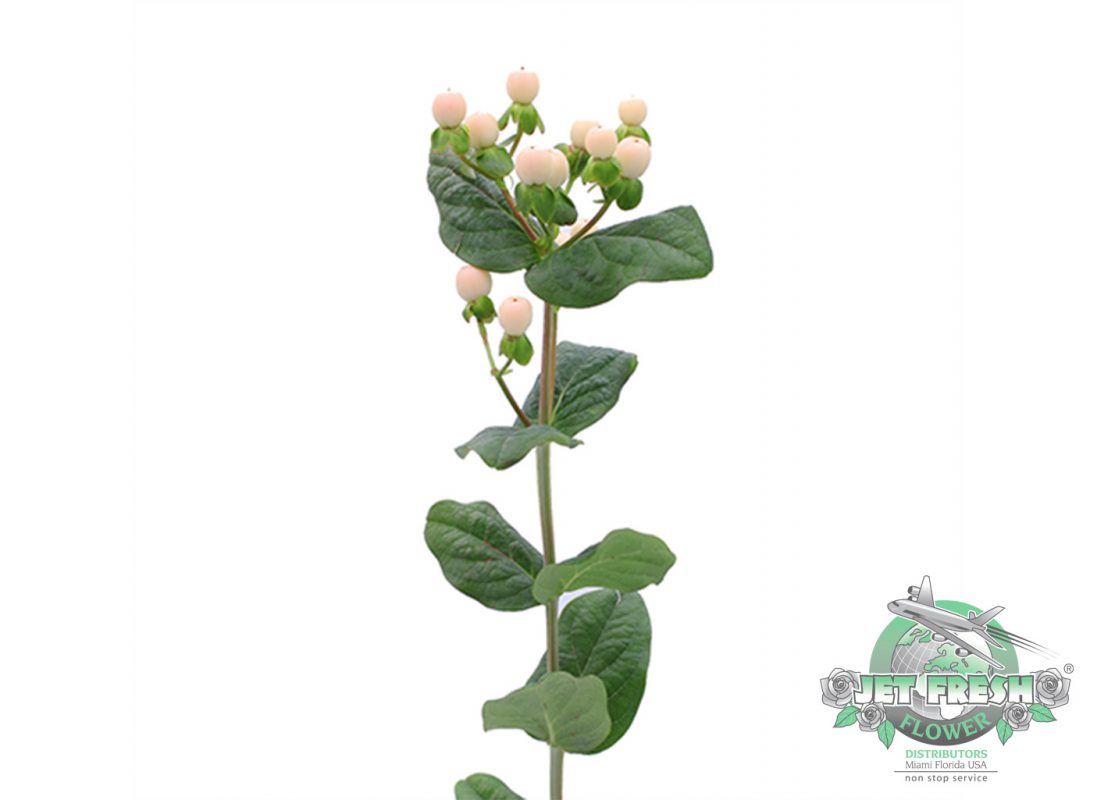 Jet Fresh Flower Distributors
