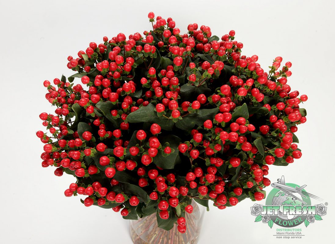 Jet Fresh Flower Distributors