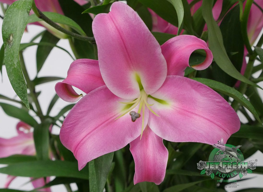 Jet Fresh Flower Distributors