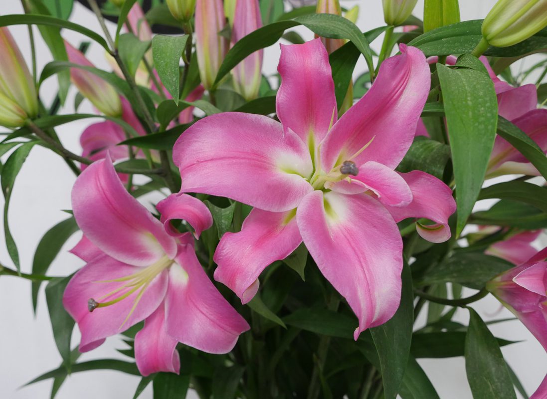 Jet Fresh Flower Distributors