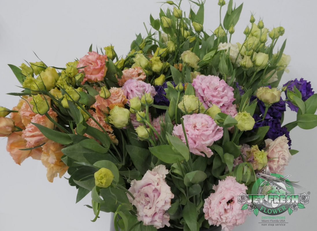 Jet Fresh Flower Distributors