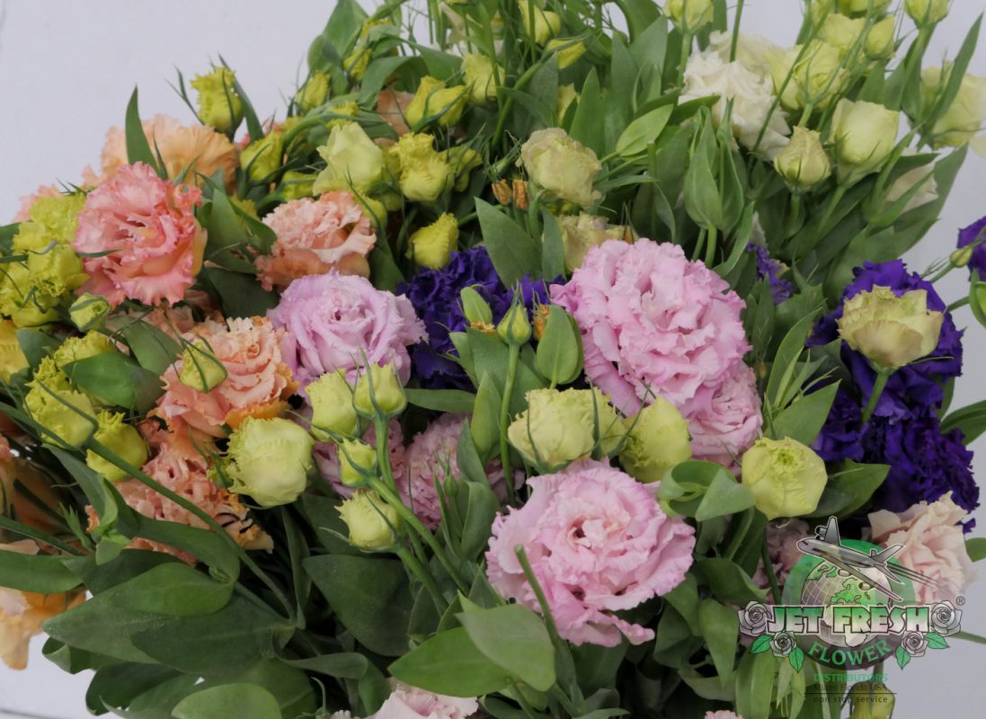 Jet Fresh Flower Distributors