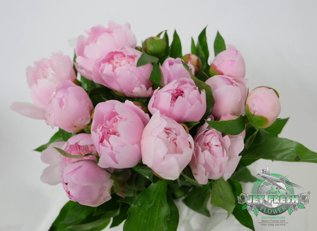 Jet Fresh Flower Distributors