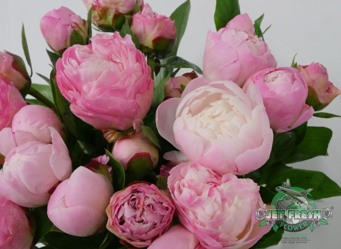 Jet Fresh Flower Distributors