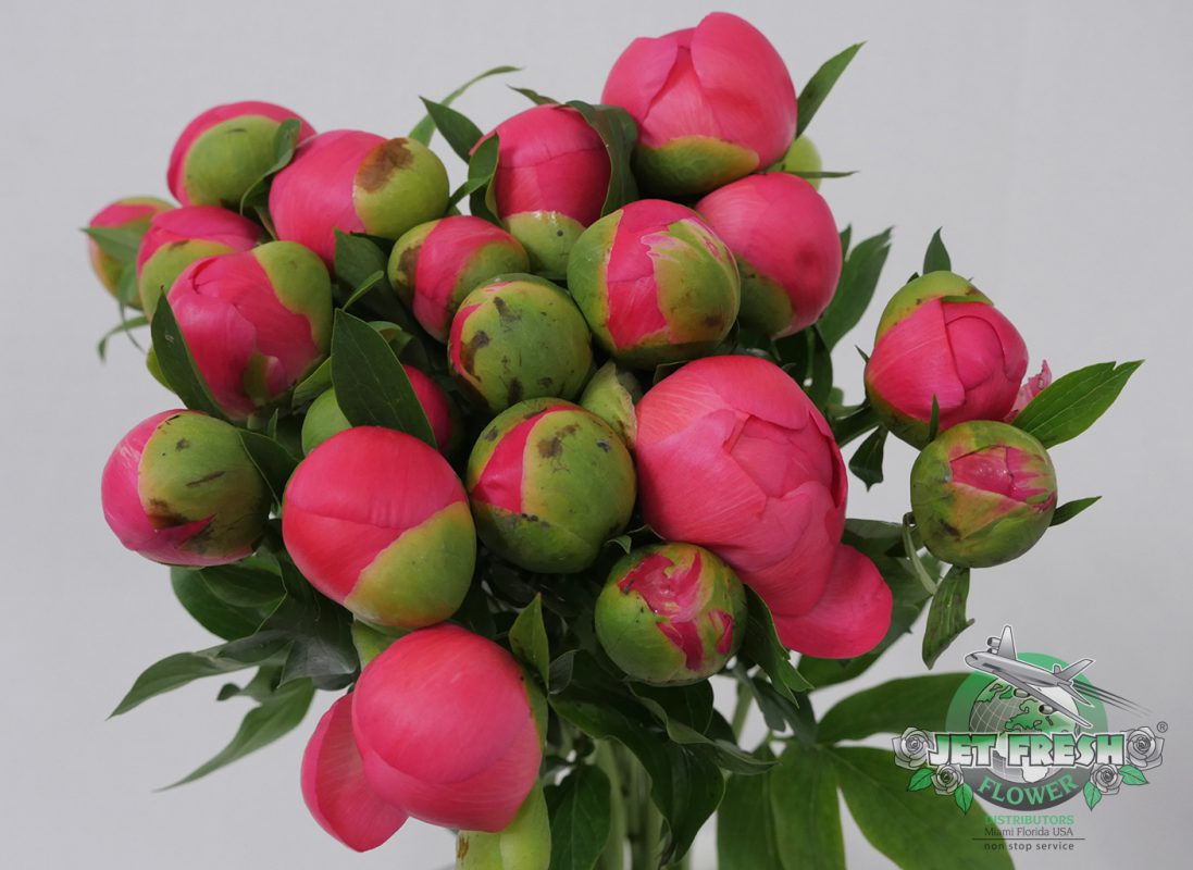 Jet Fresh Flower Distributors