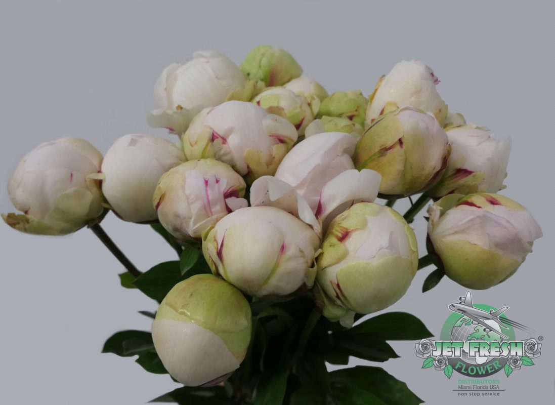 Jet Fresh Flower Distributors