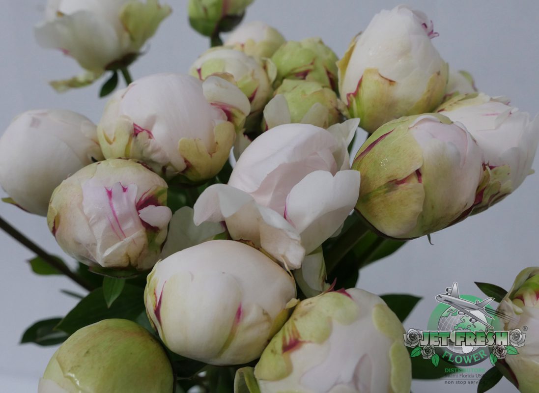 Jet Fresh Flower Distributors