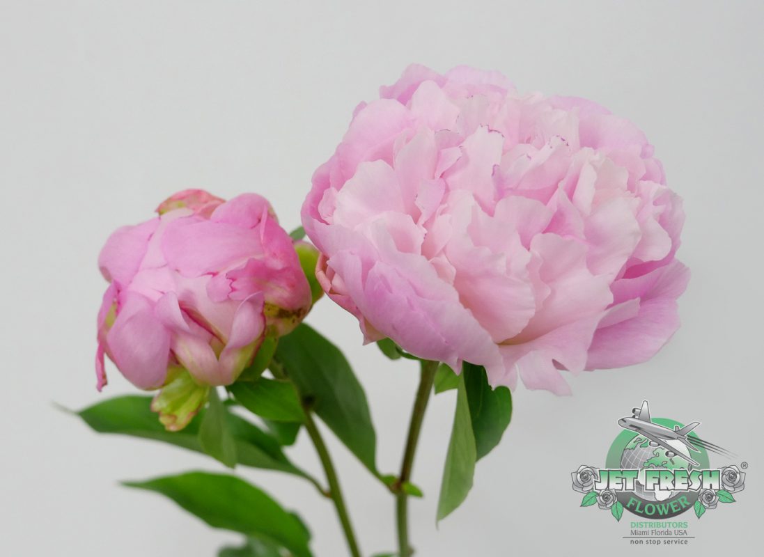 Jet Fresh Flower Distributors
