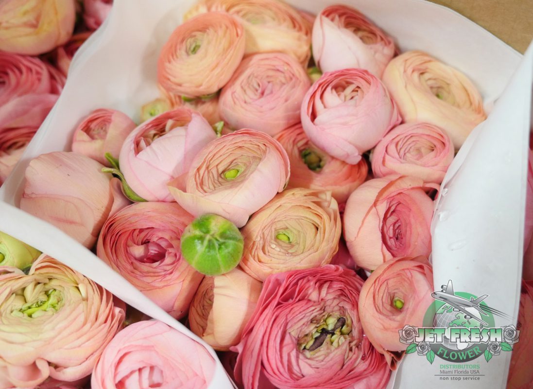 Jet Fresh Flower Distributors