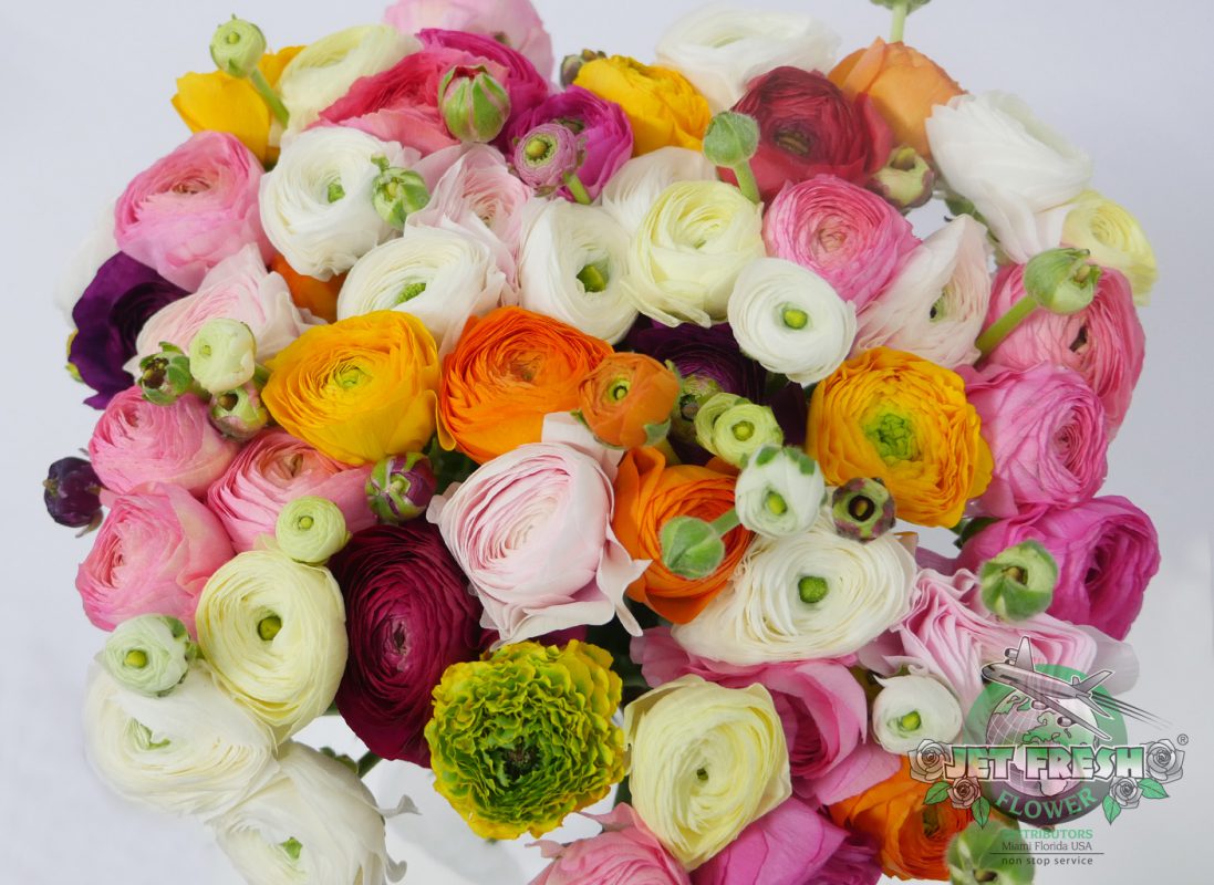 Jet Fresh Flower Distributors