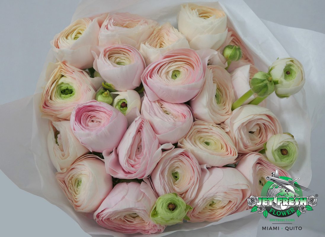 Jet Fresh Flower Distributors