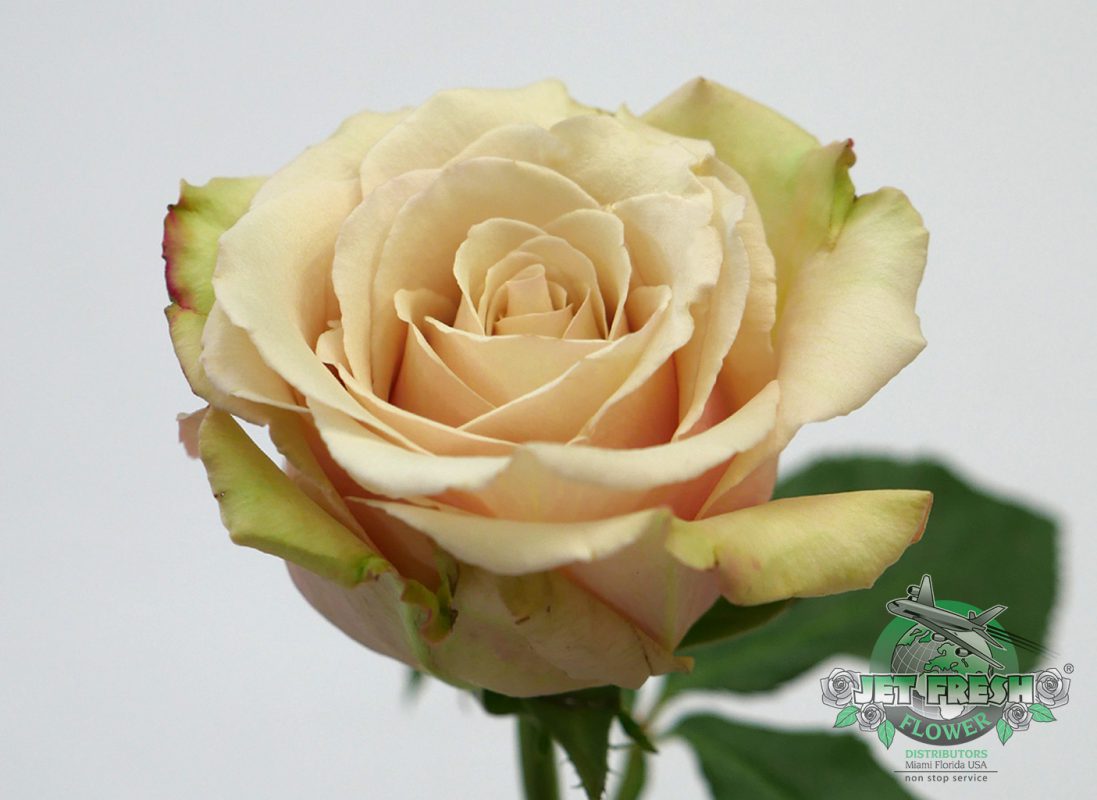 Jet Fresh Flower Distributors
