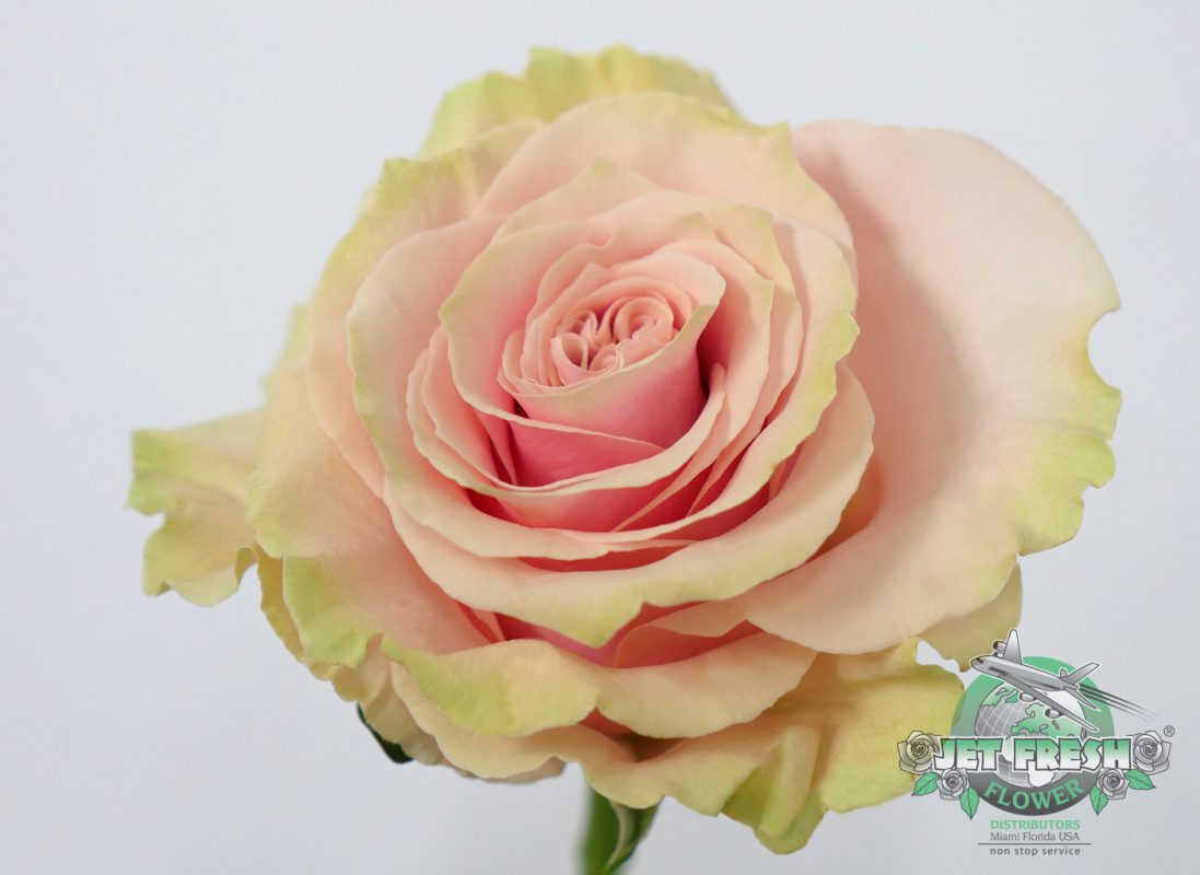 Jet Fresh Flower Distributors