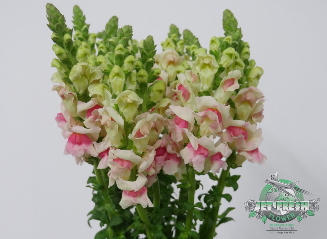 Jet Fresh Flower Distributors