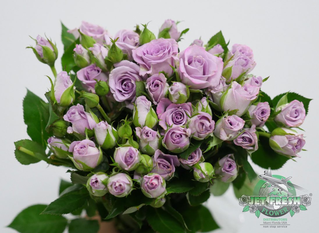 Jet Fresh Flower Distributors