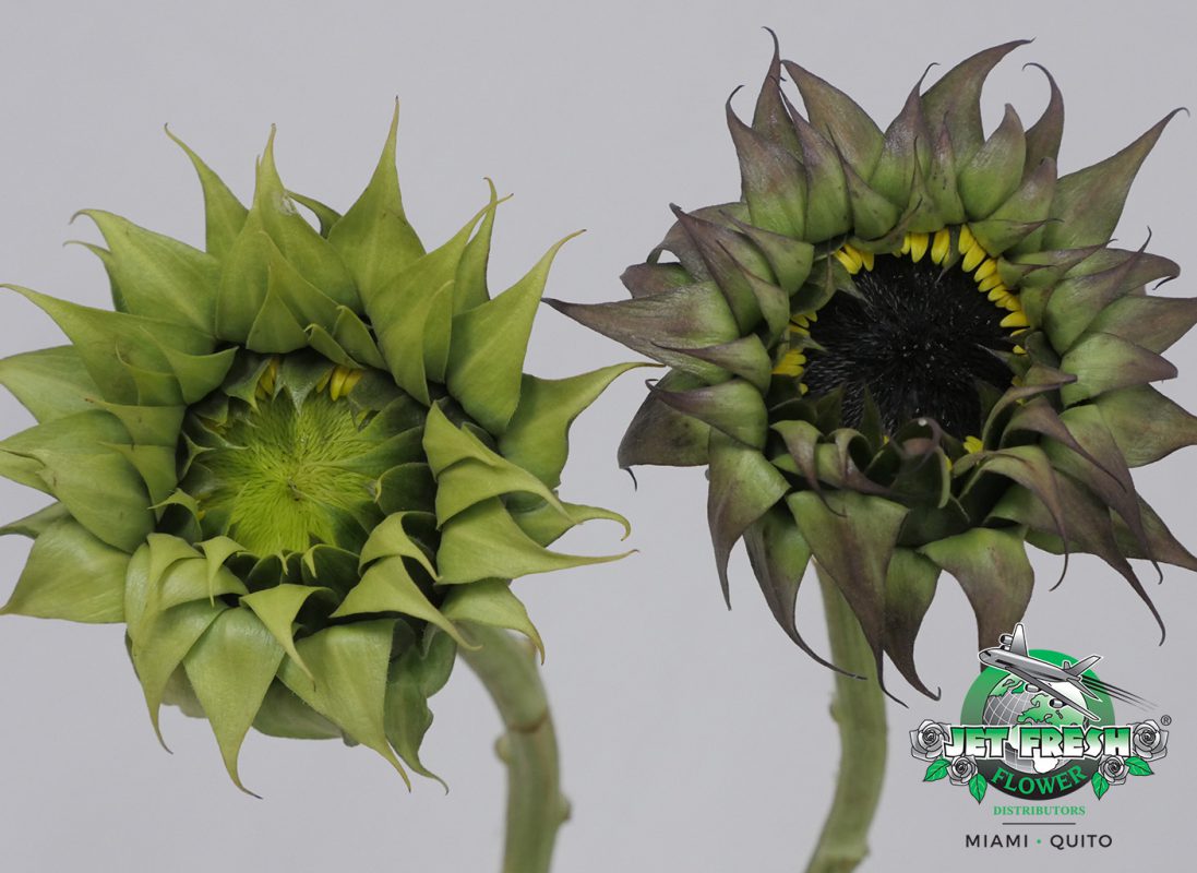 Jet Fresh Flower Distributors