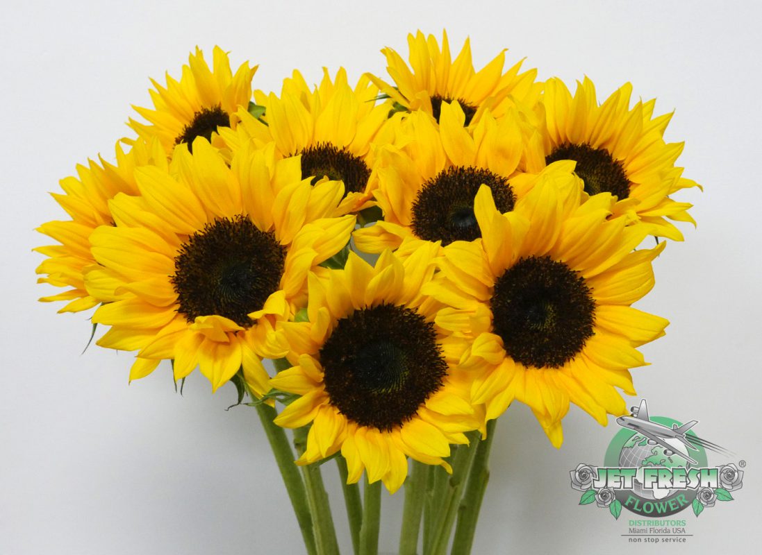 Jet Fresh Flower Distributors
