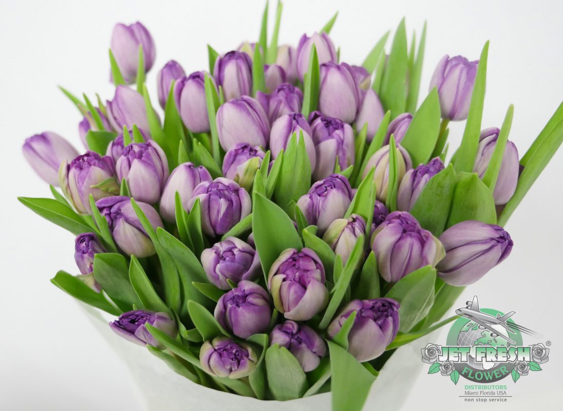 Jet Fresh Flower Distributors