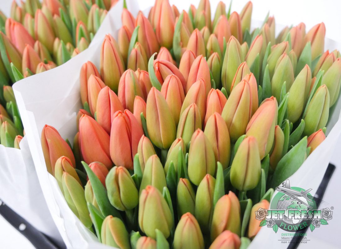 Jet Fresh Flower Distributors