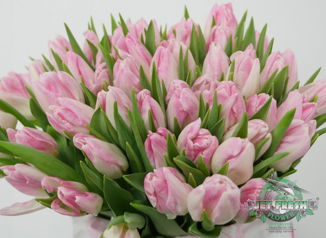 Jet Fresh Flower Distributors