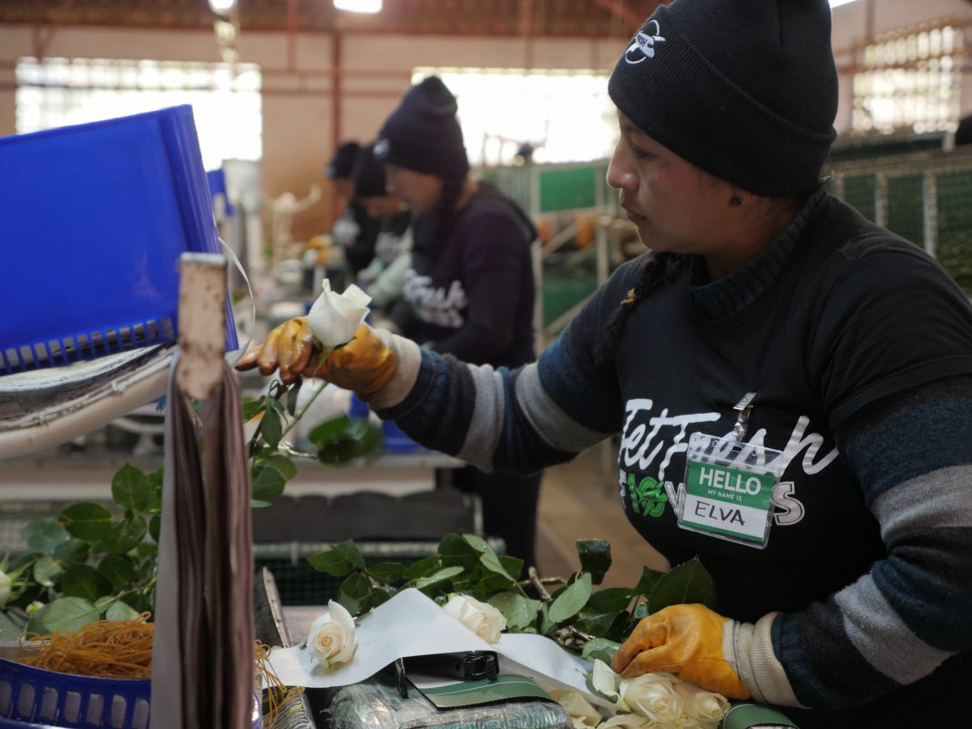 Jet Fresh Flower Distributors
