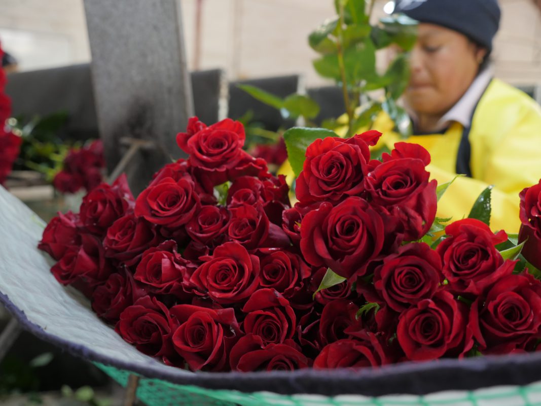 Jet Fresh Flower Distributors