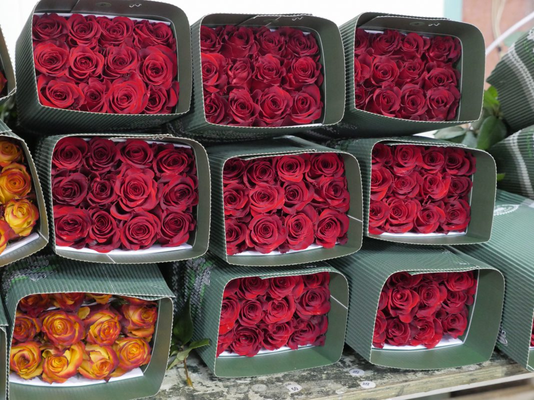 Jet Fresh Flower Distributors